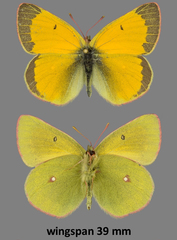 Colias hecla