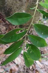 Aquilaria sinensis