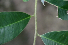 Aquilaria sinensis