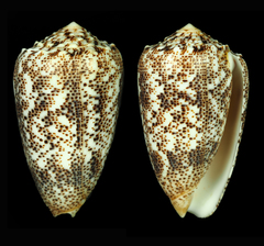 Conus arenatus