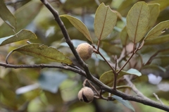Styrax suberifolius