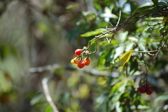 Bunchosia biocellata