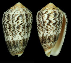 Conus arenatus