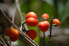 Bunchosia biocellata