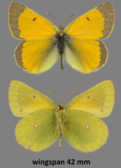 Colias hecla