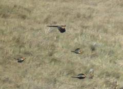 Euplectes progne progne