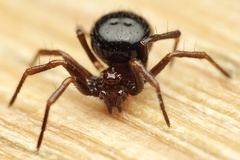 Euryopis episinoides