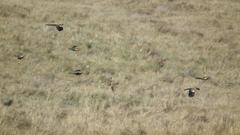 Euplectes progne progne