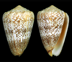 Conus arenatus