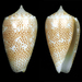Conus arenatus - Photo (c) Fabrice Prugnaud, algunos derechos reservados (CC BY-NC), uploaded by Fabrice Prugnaud
