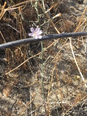 Stephanomeria exigua exigua