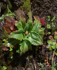 Micranthes hitchcockiana