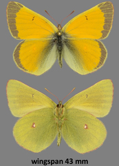 Colias hecla