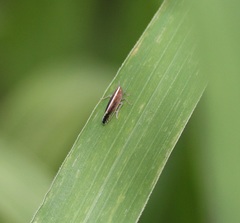 Stenocranus brunneus