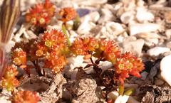 Crassula glomerata