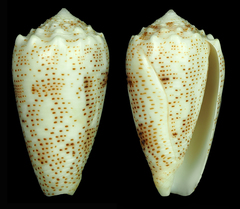 Conus arenatus