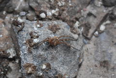 Palystes martinfilmeri
