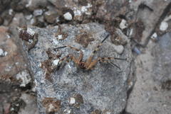 Palystes martinfilmeri