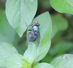 Lucilia illustris