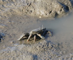 Venitus latreillei