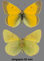 Colias hecla
