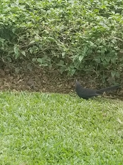 Crotophaga sulcirostris