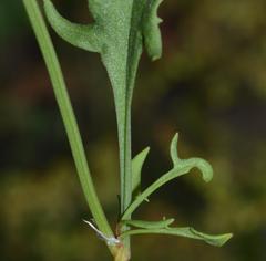 Rumex acetosella acetosella