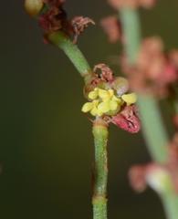 Rumex acetosella acetosella