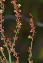Rumex acetosella acetosella