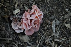 Guepinia helvelloides