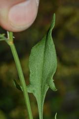 Rumex acetosella acetosella