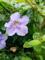 Thunbergia laurifolia