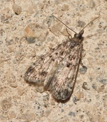 Eudonia lacustrata