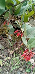 Macleania cordifolia