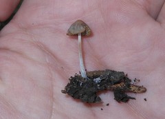 Psathyrella prona