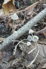 Mycena rebaudengoi