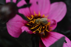 Apis mellifera