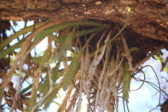 Lockhartia oerstedii