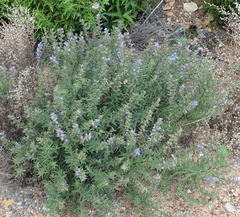 Lobostemon stachydeus