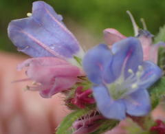 Lobostemon stachydeus