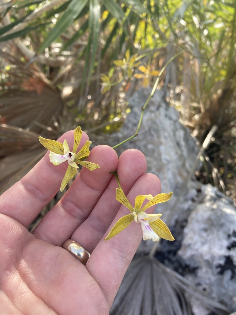 Encyclia inaguensis Nash ex Britton & Millsp.