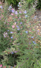 Lobostemon stachydeus
