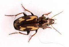 Tetragonoderus thunbergi