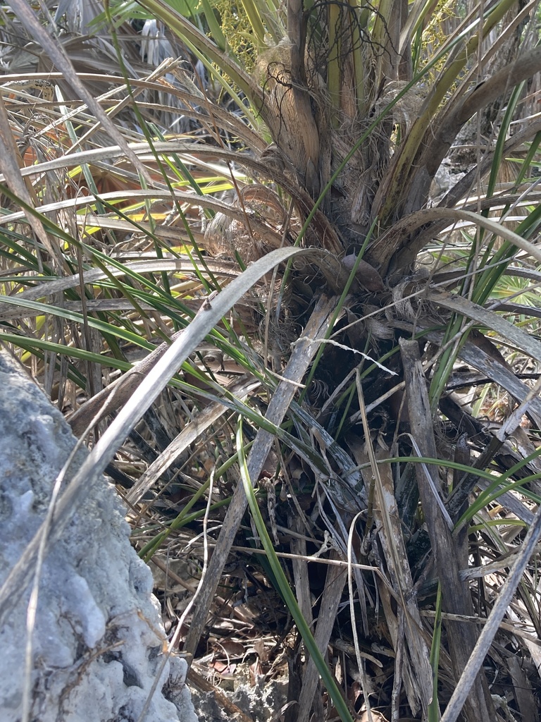 Encyclia inaguensis Nash ex Britton & Millsp. 2