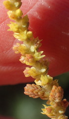 Crassula muscosa muscosa