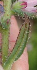 Lobostemon stachydeus