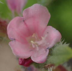 Lobostemon stachydeus