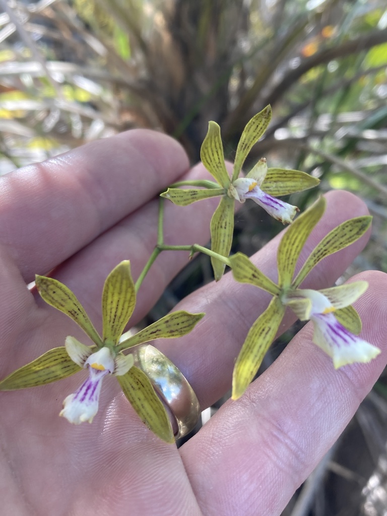 Encyclia inaguensis Nash ex Britton & Millsp. 3