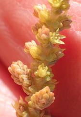 Crassula muscosa muscosa