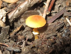 Conocybe vexans